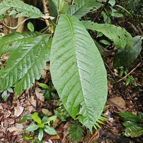 Porterandia anisophylla — photo