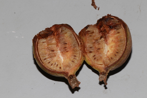 Porterandia anisophylla