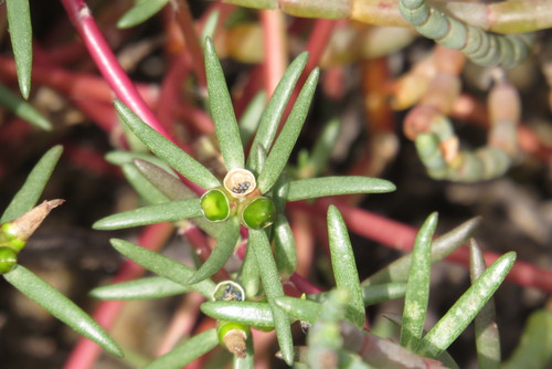 Portulaca australis (Inland pigweed) — photo