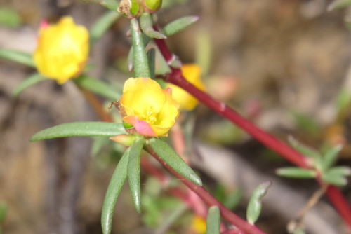Portulaca australis (Inland pigweed) — photo