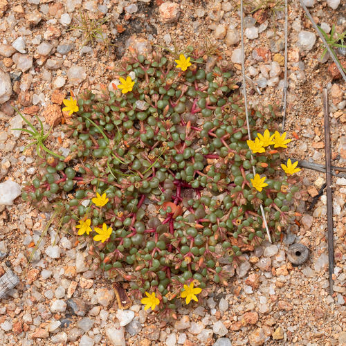 Portulaca bicolor — photo