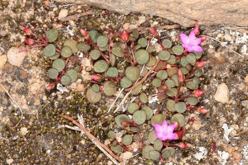 Portulaca bicolor — photo