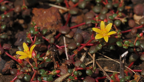 Portulaca bicolor