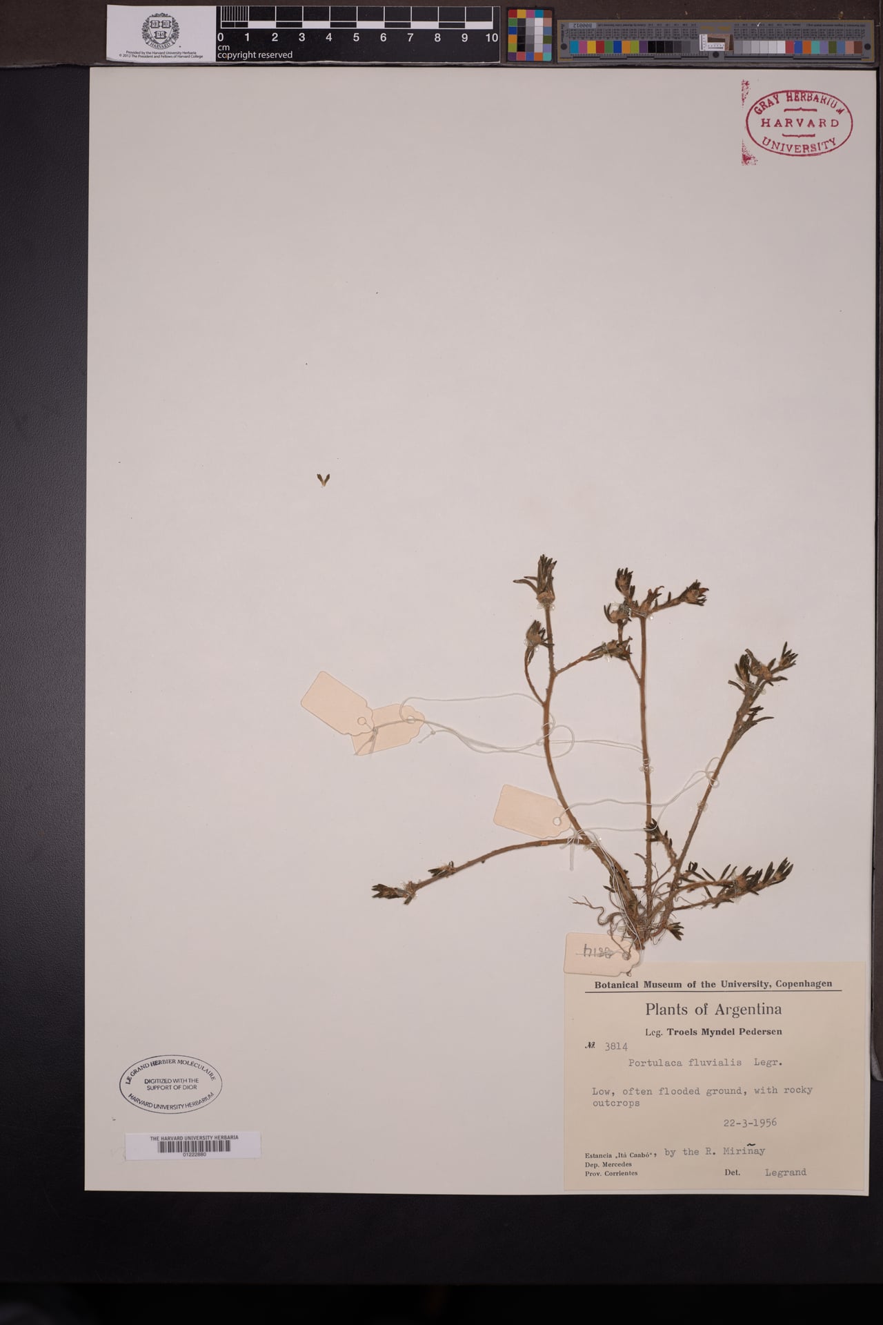 Portulaca fluvialis — photo