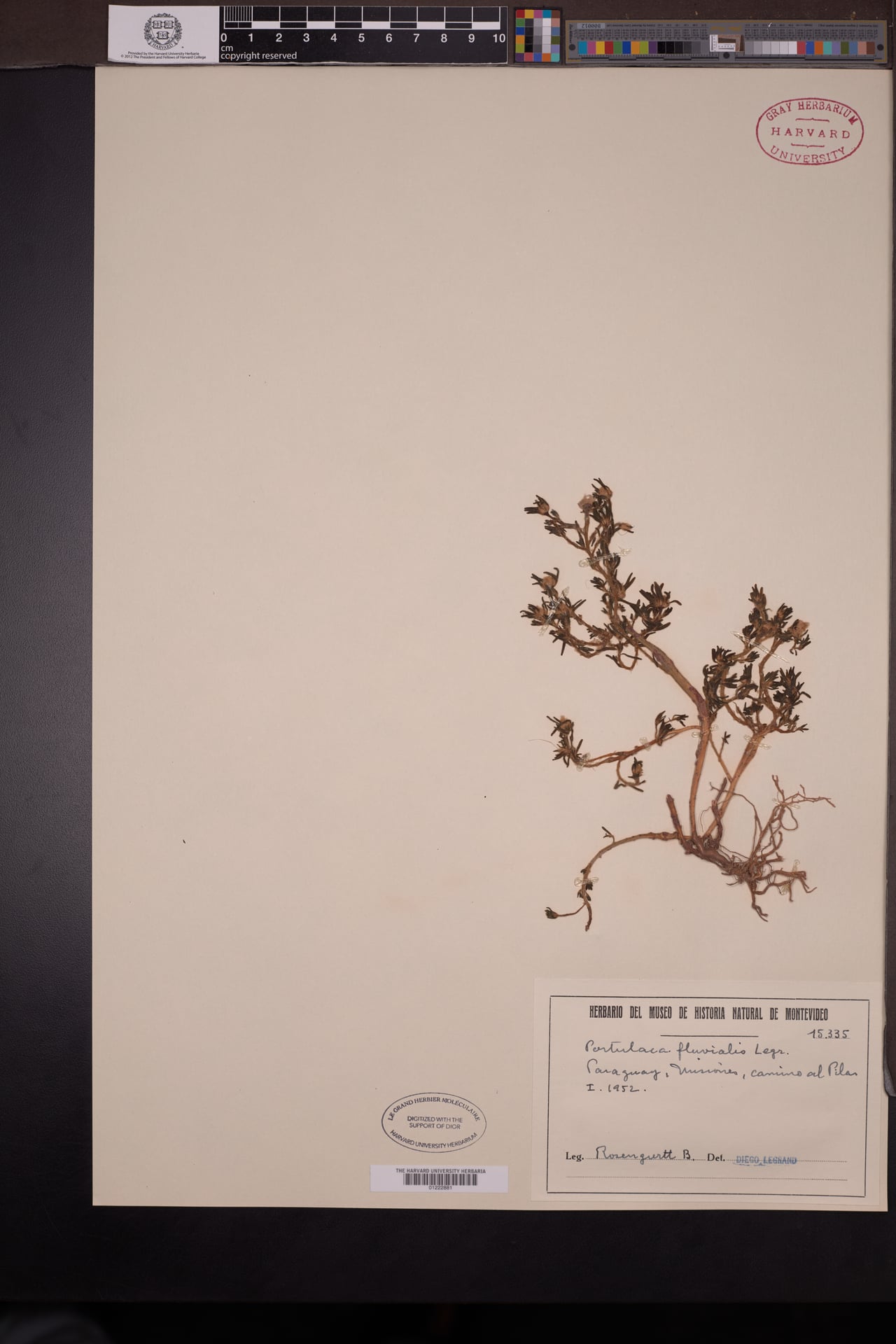 Portulaca fluvialis — photo