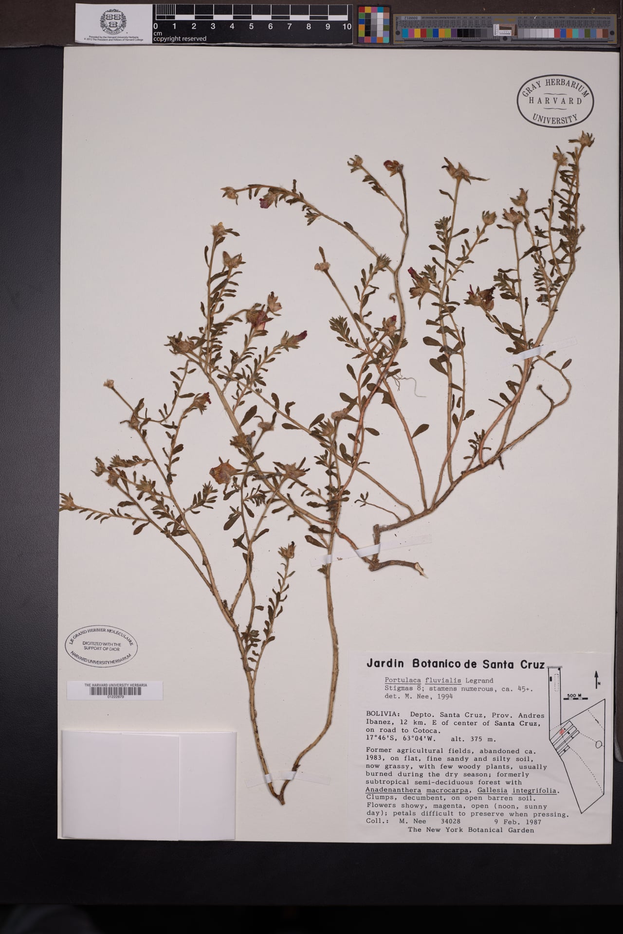 Portulaca fluvialis