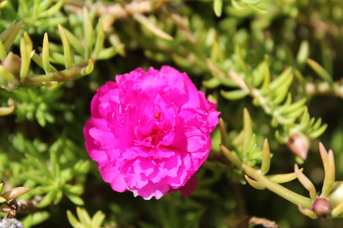 Portulaca grandiflora (Rose moss) — photo
