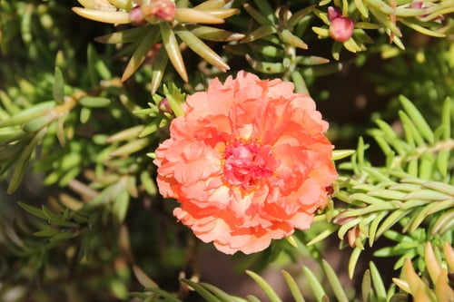 Portulaca grandiflora