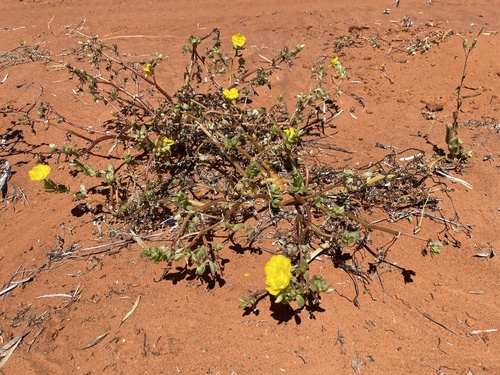 Portulaca intraterranea (Inland pigweed) — photo