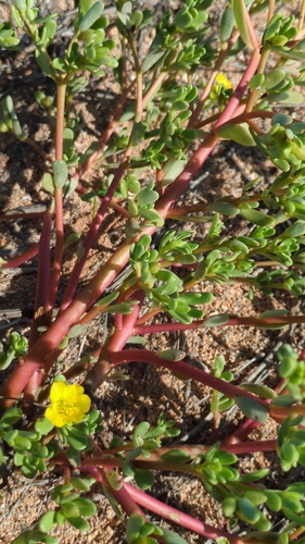 Portulaca intraterranea (Inland pigweed) — photo
