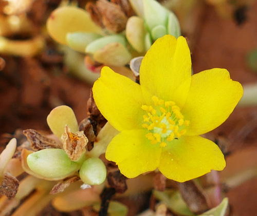 Portulaca intraterranea