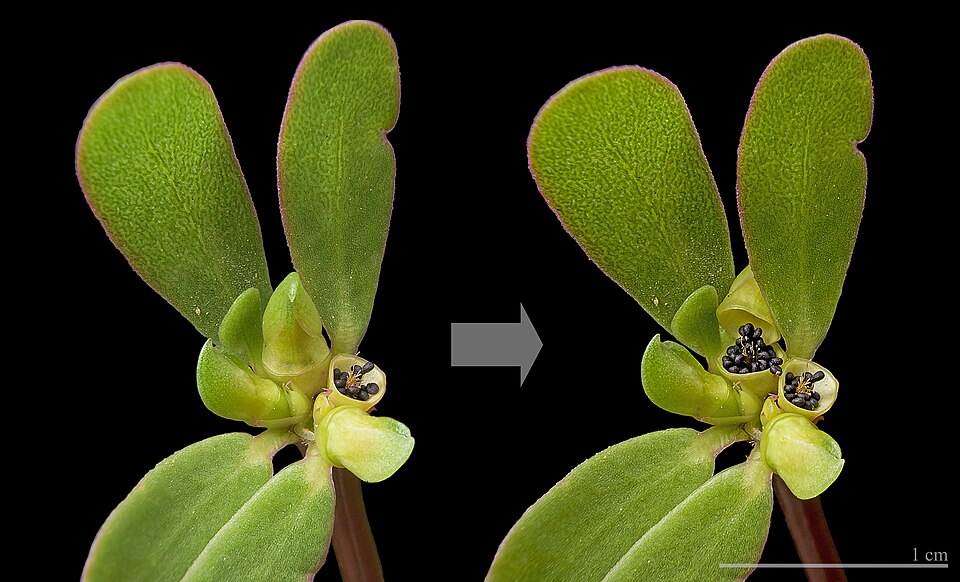 Portulaca johnii — photo