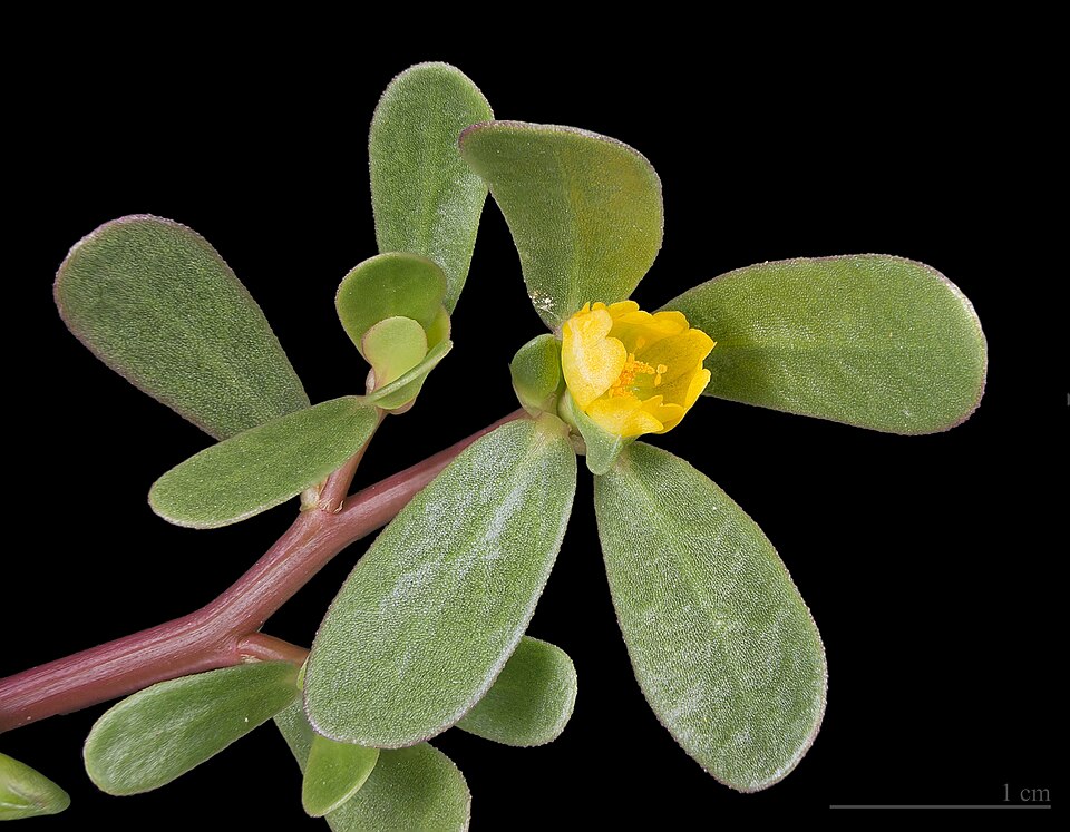 Portulaca johnii