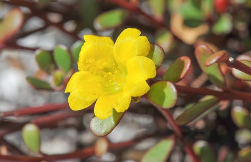 Portulaca lutea (Yellow purslane) — photo