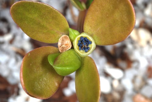 Portulaca oleracea — photo 2