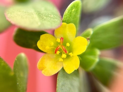 Portulaca oleracea — photo 3