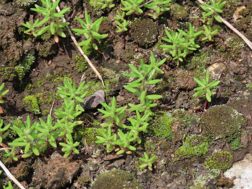 Portulaca pilosa (Hairy portulaca) — photo