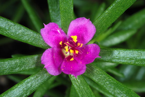 Portulaca pilosa (Hairy portulaca) — photo