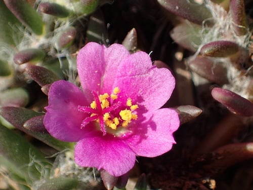 Portulaca pilosa