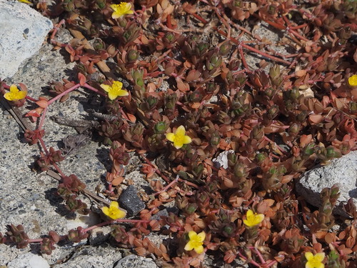 Portulaca quadrifida (Small-leaved purslane) — photo