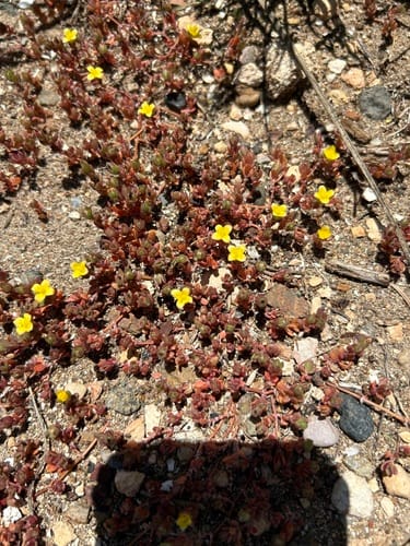 Portulaca quadrifida (Small-leaved purslane) — photo