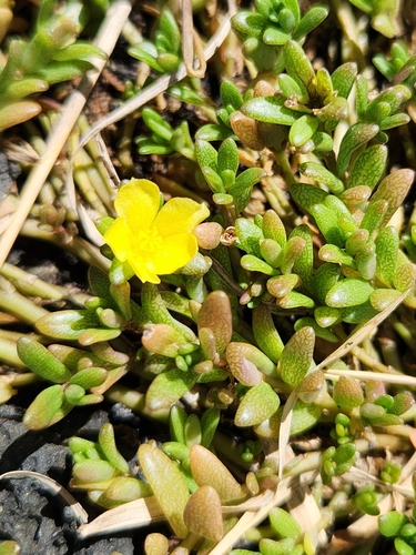 Portulaca samoensis — photo