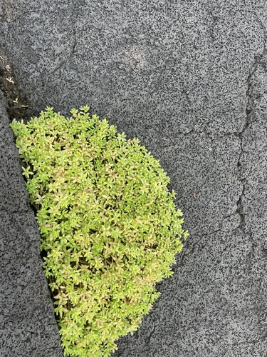 Portulaca samoensis — photo
