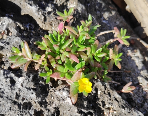 Portulaca samoensis