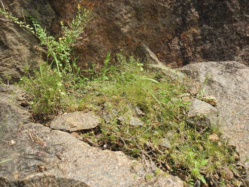 Portulaca tuberosa — photo