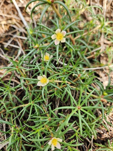 Portulaca tuberosa — photo