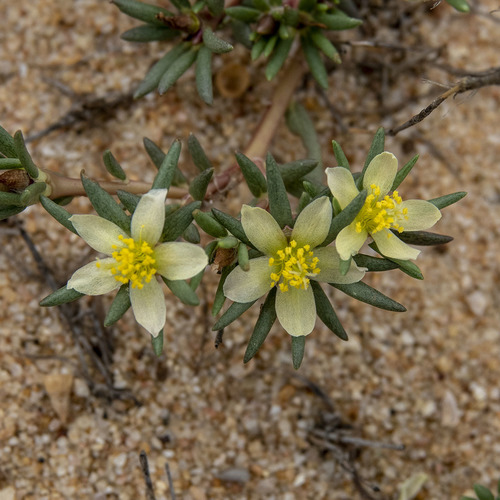 Portulaca tuberosa