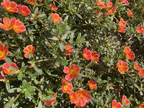 Portulaca umbraticola (Wingpod purslane) — photo