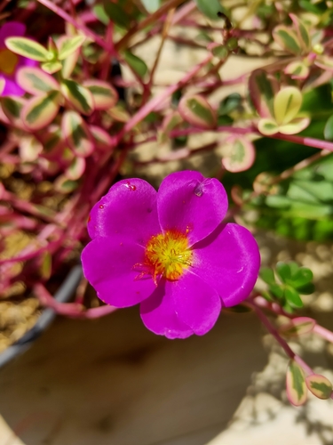 Portulaca umbraticola (Wingpod purslane) — photo