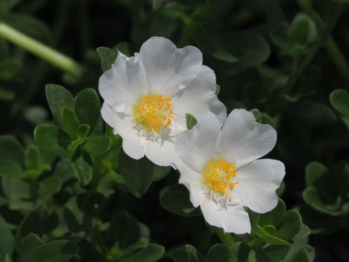 Portulaca umbraticola