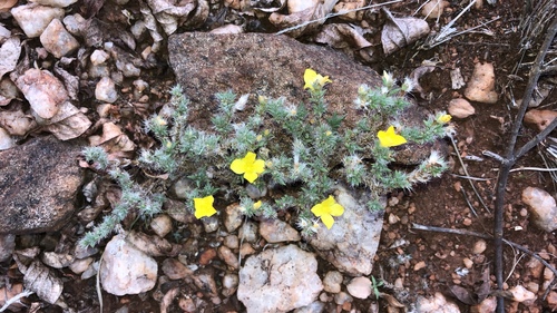 Portulaca wightiana (Nadirsan keerai) — photo