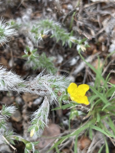 Portulaca wightiana (Nadirsan keerai) — photo