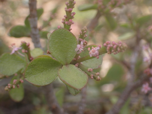 Portulacaria afra (Jade plant) — photo