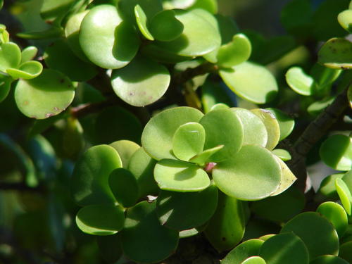 Portulacaria afra (Jade plant) — photo