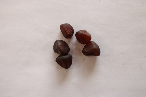 Posoqueria acutifolia (Acute leaf posoqueria) — photo