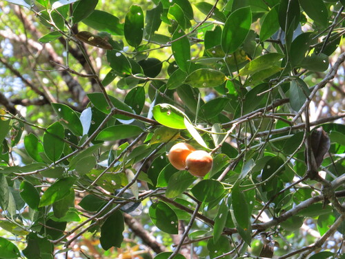Posoqueria acutifolia