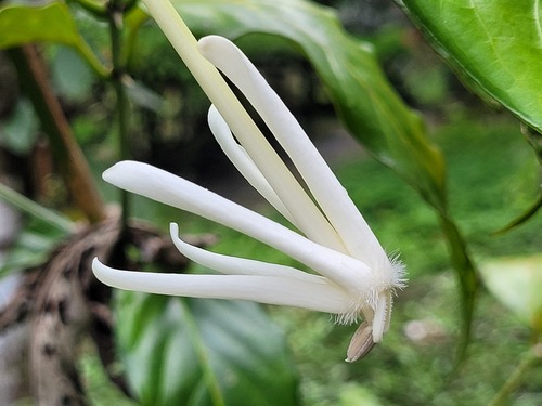 Posoqueria longiflora — photo