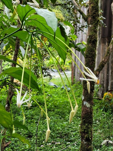Posoqueria longiflora — photo