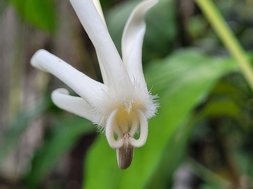 Posoqueria longiflora