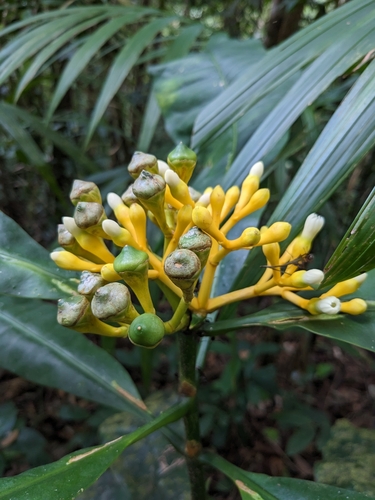Potalia amara — photo