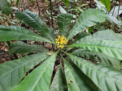 Potalia amara — photo