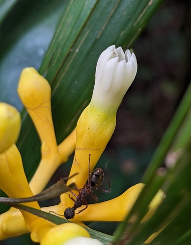 Potalia amara