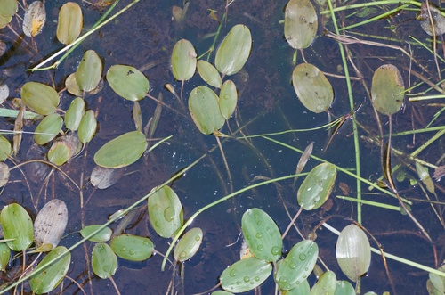 Potamogeton cheesemanii (Rerewai) — photo