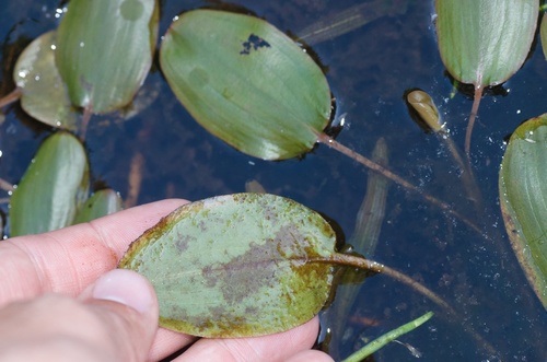 Potamogetonaceae