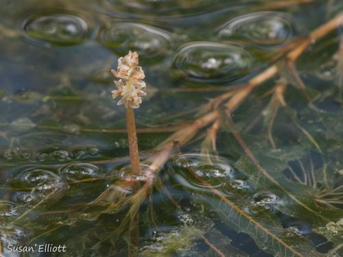 Potamogeton crispus (Curly Pondweed) — photo