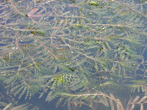 Potamogeton crispus (Curly Pondweed) — photo
